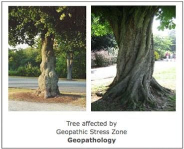 Tree Effected By Geopathic Stress